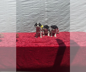 Jack Russell Terrier-Maltese Mix Puppy for sale in ONTARIO, CA, USA