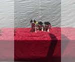 Small Jack Russell Terrier-Maltese Mix
