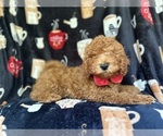 Small #6 Cavapoo