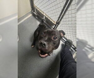 Mutt Dogs for adoption in Glen Allen, VA, USA