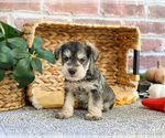 Small #2 Schnauzer (Miniature)