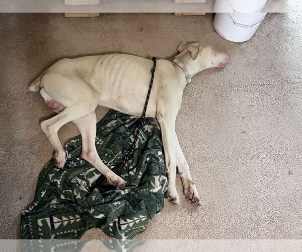 Medium Photo #17 Doberman Pinscher Puppy For Sale in Buffalo, MN, USA