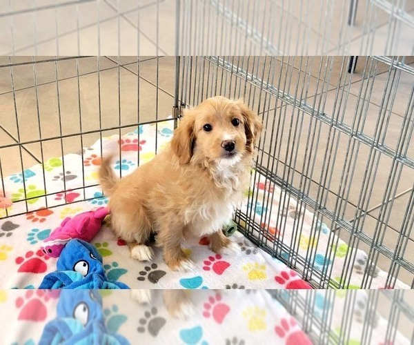 Medium Photo #3 Cavapoo mix (+ Poodle Miniature) Puppy For Sale in ORO VALLEY, AZ, USA