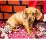 Puppy 1 Dachshund