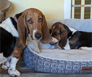 Mother of the Basset Hound puppies born on 12/15/2023