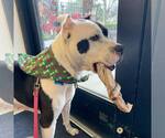 Small #17 American Pit Bull Terrier Mix