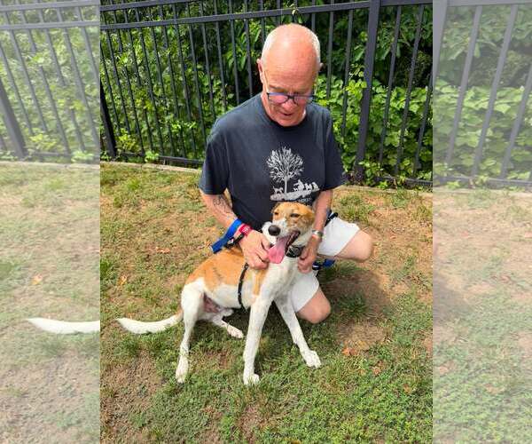 Medium Photo #3 Whippet Puppy For Sale in Cherry Hill, NJ, USA