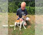 Small #2 Whippet