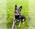Small #5 German Shepherd Dog Mix
