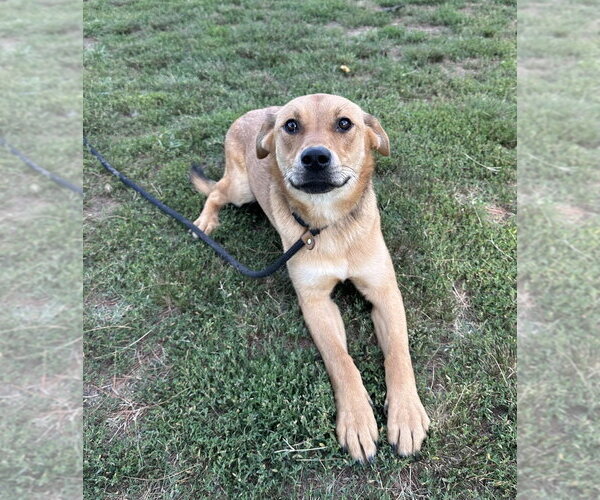 Medium Photo #8 Labrador Retriever-Unknown Mix Puppy For Sale in Evansville, IN, USA