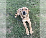 Small #7 Labrador Retriever Mix