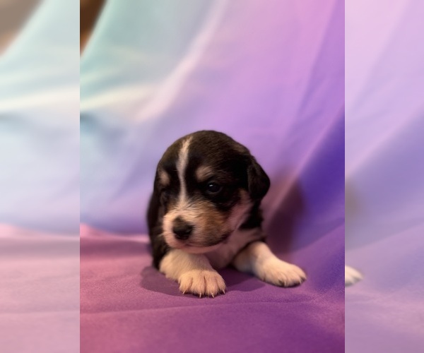 Medium Photo #7 Corgipoo Puppy For Sale in LONGMONT, CO, USA