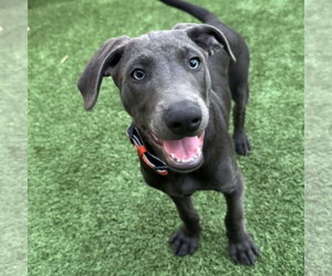 Labrador Retriever-Unknown Mix Dogs for adoption in Fort Worth, TX, USA