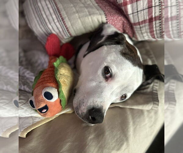 Medium Photo #4 Mutt Puppy For Sale in Candler, NC, USA