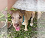 Small #3 American Pit Bull Terrier-American Staffordshire Terrier Mix