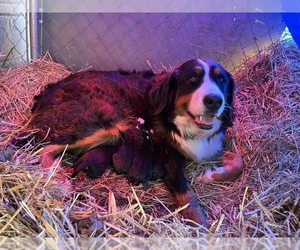 Bernese Mountain Dog Puppy for sale in LAWRENCEBURG, TN, USA