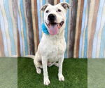 Small #1 American Pit Bull Terrier Mix