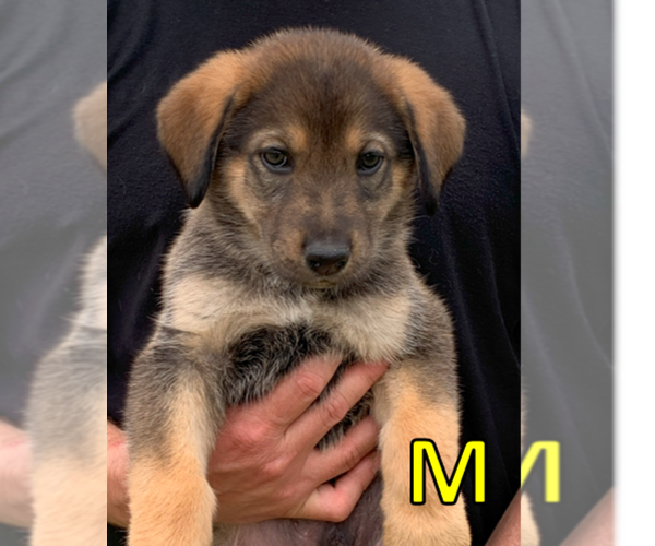 Medium Photo #1 German Shepherd Dog Puppy For Sale in HUNTERSVILLE, NC, USA