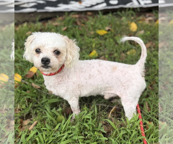 Medium Photo #4 Poodle (Miniature) Puppy For Sale in Yardley, PA, USA