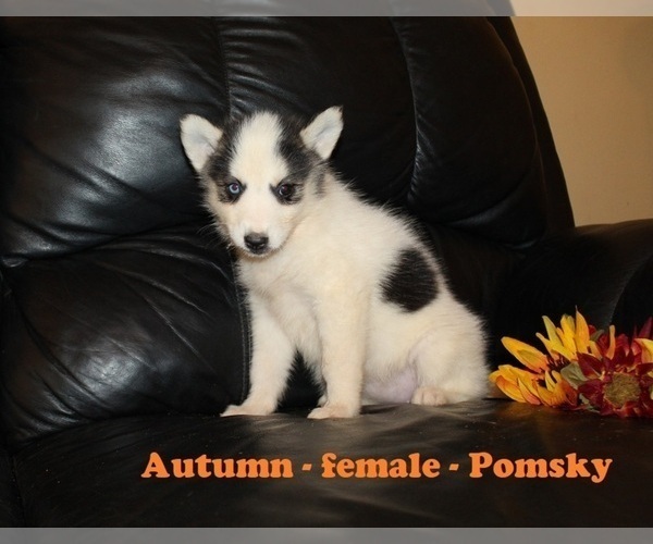Medium Photo #2 Pomsky Puppy For Sale in CLARKRANGE, TN, USA
