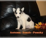 Small Photo #2 Pomsky Puppy For Sale in CLARKRANGE, TN, USA
