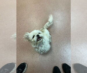 Shih Tzu Dogs for adoption in Ogden, UT, USA