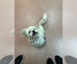 Small Shih Tzu