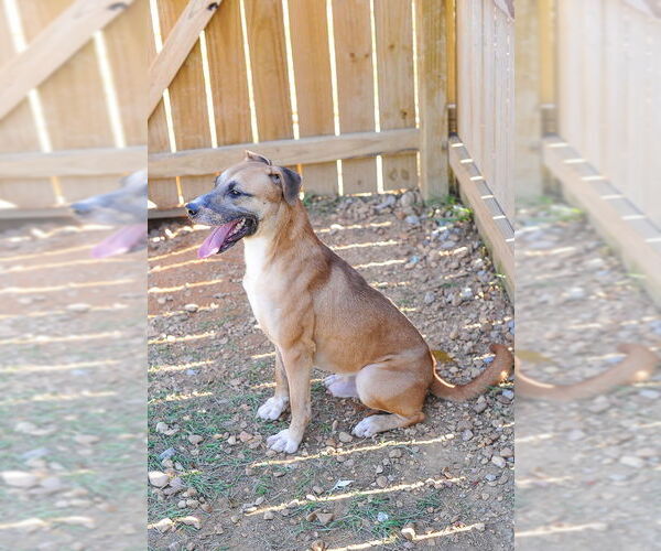Medium Photo #5 Labrador Retriever Puppy For Sale in Jackson, MS, USA