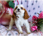 Small Photo #14 Cavapoo Puppy For Sale in WAKARUSA, IN, USA