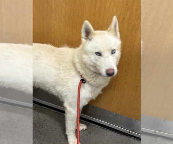 Medium Photo #1 Siberian Husky Puppy For Sale in Forestville, MD, USA