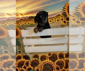 Medium Shorkie Tzu