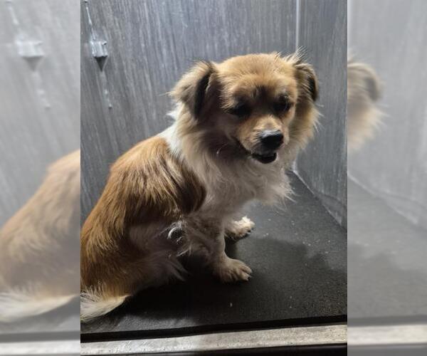 Medium Photo #1 Pomeranian-Unknown Mix Puppy For Sale in San Antonio, TX, USA