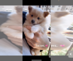 Small Photo #2 Pomeranian Puppy For Sale in FAIRFIELD, CA, USA