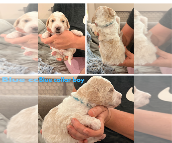 Medium Photo #1 Poodle (Standard) Puppy For Sale in CORYDON, IN, USA