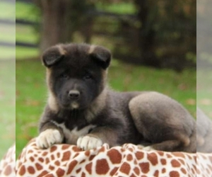 Akita Puppy for sale in BELCOVILLE, NJ, USA