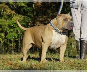 Mother of the American Bully puppies born on 07/12/2025