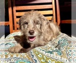 Lilly - Female Labradoodle Puppy for Sale - Photo #10