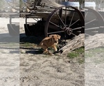 Small Photo #113 Rhodesian Ridgeback Puppy For Sale in MORONGO VALLEY, CA, USA