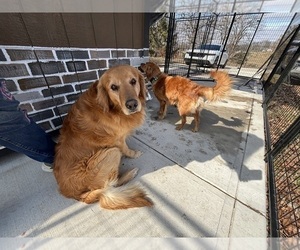 Father of the Goldendoodle (Miniature) puppies born on 05/01/2026