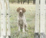Small German Shorthaired Pointer