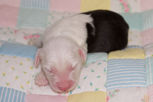 Medium Photo #1 Old English Sheepdog Puppy For Sale in GEORGETOWN, KY, USA