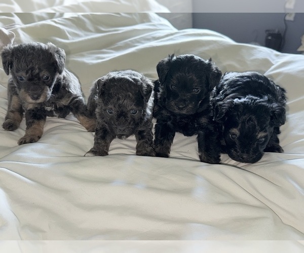Medium Photo #3 ShihPoo Puppy For Sale in DALLAS, TX, USA