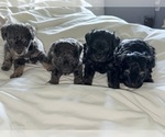 Small #2 ShihPoo