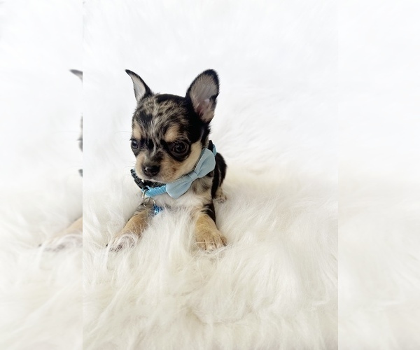 Medium Photo #10 Chihuahua Puppy For Sale in SACRAMENTO, CA, USA