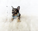 Small #9 Chihuahua