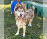 Small Siberian Husky