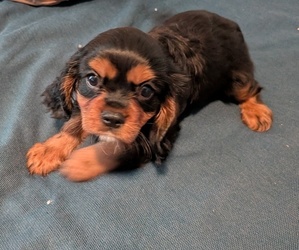 Cavalier King Charles Spaniel Puppy for sale in GAINESVILLE, TX, USA