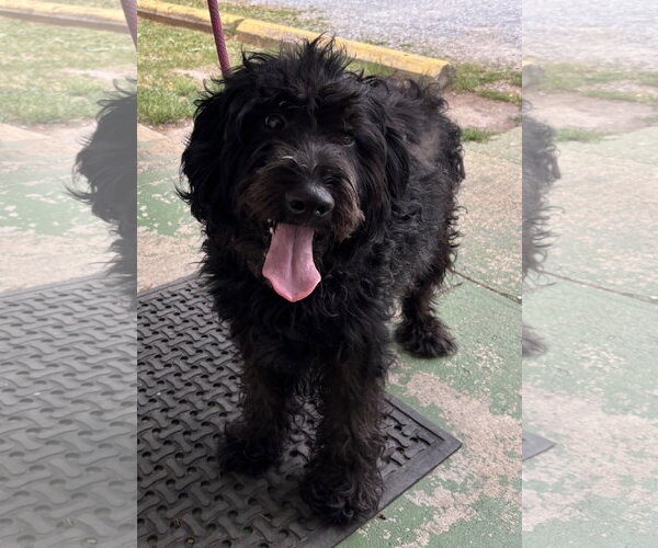 Medium Photo #1 Poodle (Standard)-Unknown Mix Puppy For Sale in Rustburg, VA, USA