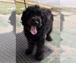Small Poodle (Standard) Mix