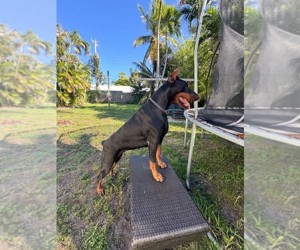 Medium Photo #1 Doberman Pinscher Puppy For Sale in HOLLYWOOD, FL, USA